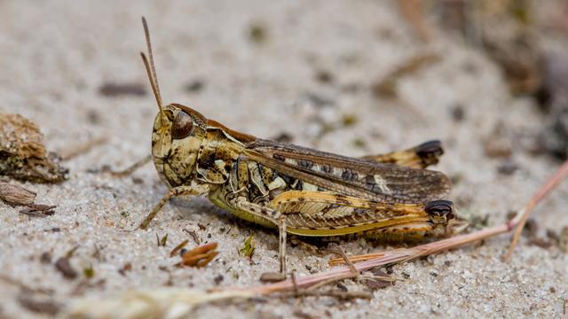 Knopsprietje
Myrmeleotettix maculatus