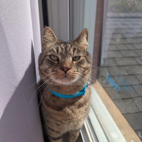 A tabby cat with green eyes and a turquoise collar is facing the camera. The cat is in a window with a white curtain to his left and the window to his right. Through the window you can see the roof of a garage and a little bit of landscape.