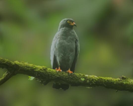 A rather annoyed looking little kite sits on a mossy branch in a blurred-out green forest. The perky yellow eye, orange feet, and especially long decurved bill + the slate feathers with no visible white tells us that we have met the Slender-billed Kite.  Darien, Panama. Samsung Galaxy S24 ultra  Phone Photo by Peachfront (with some help from guide & his scope)