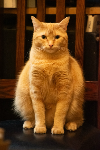 A small ginger tabby sits on a chair directly facing the camera so as to be nearly symmetrical.