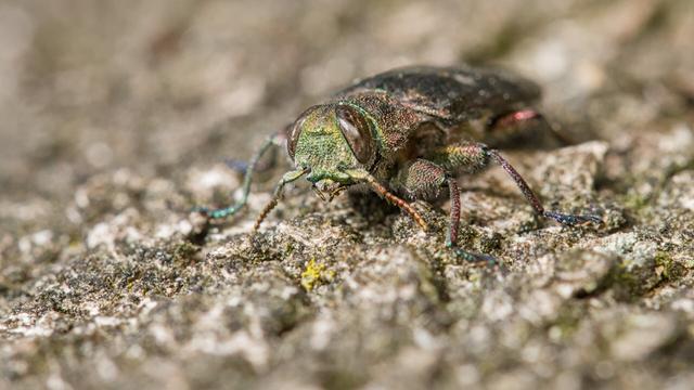 Bronsprachtkever
Chrysobothris affinis