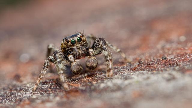 Schorsmarpissa - Marpissa muscosa