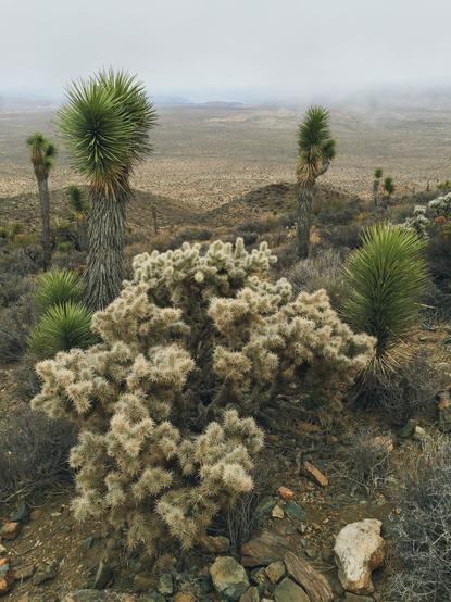 "Before speaking, consult your inner-truth barometer, and resist the temptation to tell people only what they want to hear."
~ Wayne W. Dyer
#joshuatree #nationalpark #joshuatreenationalpark
#nature #outdoors #desert #california #photography #natura #geology #gooutside #quote #truth #exploration #goexplore #wanderer