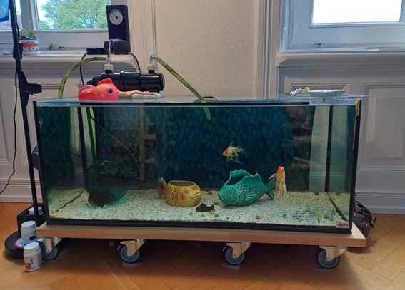 Das Aquarium in der Frontalsicht