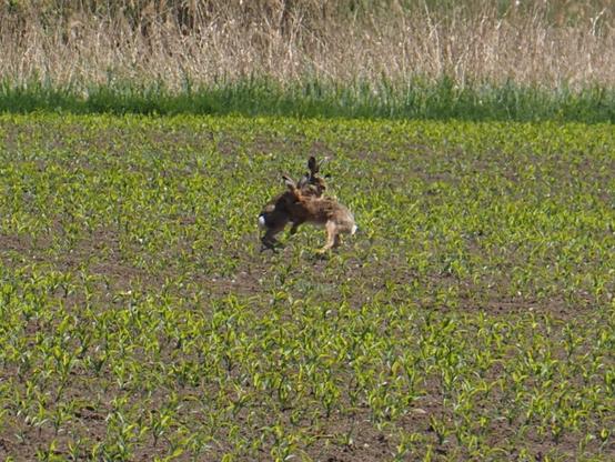 Zwei Hasen kämpfen auf einem Feld