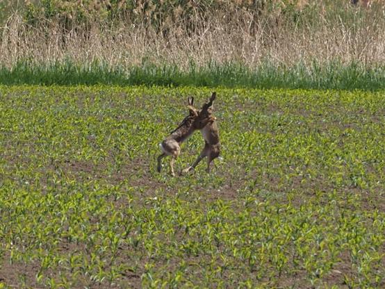 Zwei Hasen kämpfen auf einem Feld