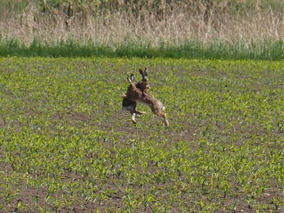 Zwei Hasen kämpfen auf einem Feld