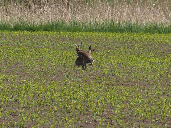 Zwei Hasen kämpfen auf einem Feld