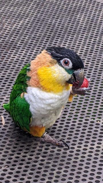 the parrot Nemo holds a wild strawberry in his paw and eats it