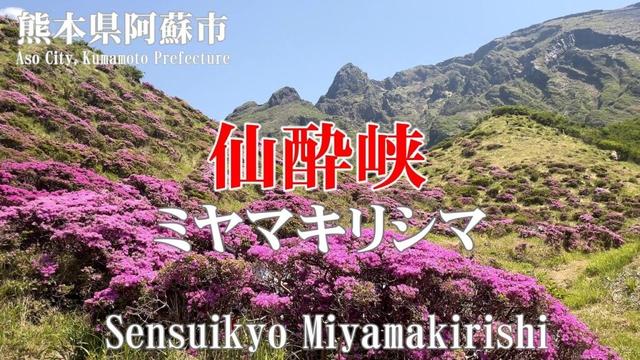 【熊本】阿蘇 仙酔峡にある、約5万株のミヤマキリシマが満開を迎え一帯がピンク色に染まりました。