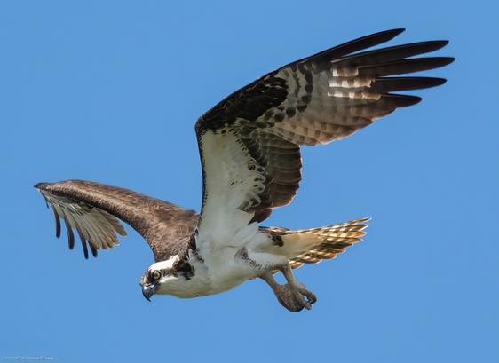 An osprey in flight in a slight downward glide, seen against a clear blue sky.  The wings are upraised but slightly bent and the legs and feet are dangling below.