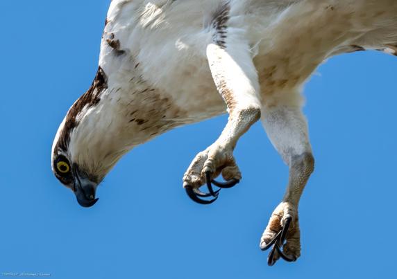 A close-up of an osprey in flight showing only its head upper body, legs, feet, and  long curved talons.  The osprey is looking downward for fish in the pond below.