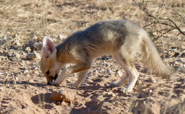 A cape fox kit digging up something from the sand.