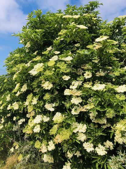 A big Elderflower bush filled with white flower clusters, in the background a bright blue sky with some white clouds