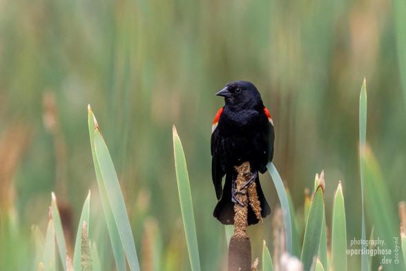 A small blackbird with red-and-yellow epualettes perches, facing us, on the bare top of a cattail. The green leaves of the reeds are seen behind and around it.