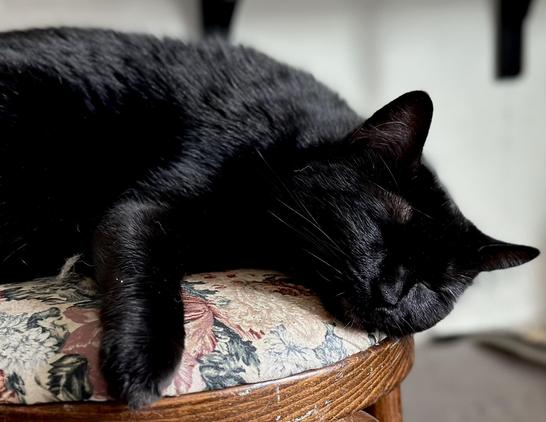 A small black cat sleeps gripping the top of a blue, pink, and beige floral upholstered bentwood stool.  The photo is cropped to show only the head, right front leg, and part of the body.  The cat looks extremely peaceful, unlike the eternally surprised look she wears while awake.