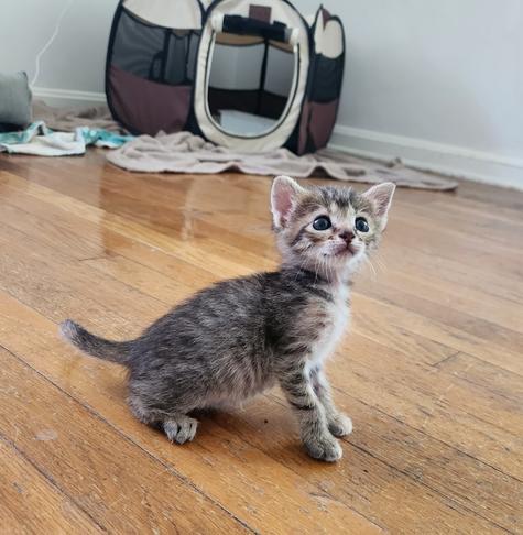 Tabby kitten sitting on wood floor, looking up and off-camera.