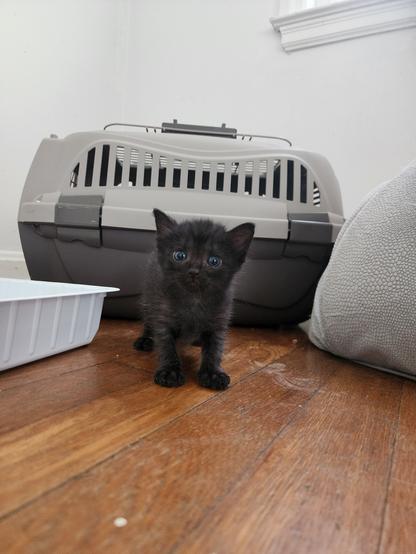 eye-level shot of black kitten standing, looking directly at viewer.