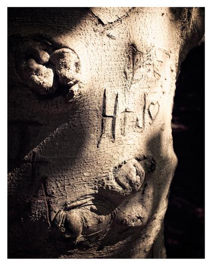 Initials carved into the trunk of a tree.