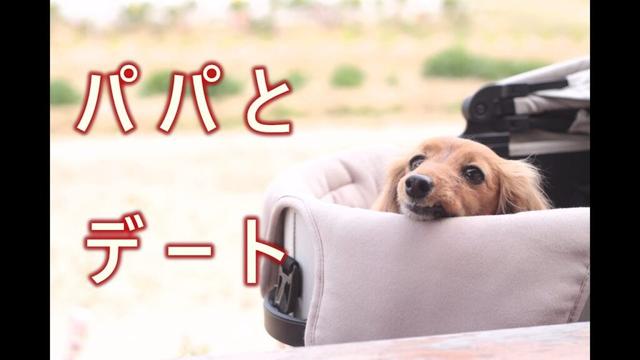 【癒やし】仕事の疲れが吹き飛びました【カニンヘンダックスえびすの日常】
