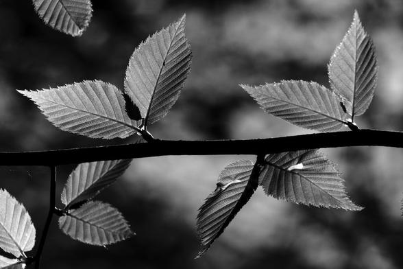 Close up black and white picture of ten leaves symmetrically arranged above and below a horizontal branch in strong backlighting against an out of focus background