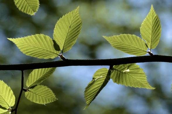 Close up picture of ten pale yellow green leaves symmetrically arranged above and below a horizontal branch in strong backlighting against a bluish out of focus background