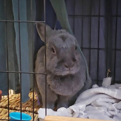 Small grey rabbit sitting in an open hutch looking pensive.