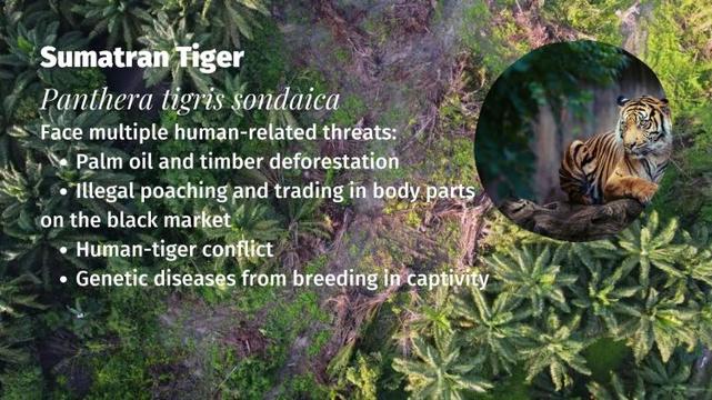 Sumatran Tiger Panthera tigris sondaica threats