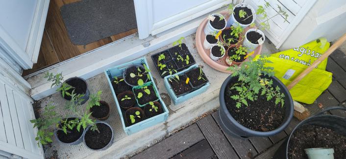 Vu de haut, une petite vingtaine de godets contenant divers plantules, notamment de tomates.