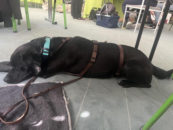 Das Bild zeigt einen schwarzen Hund, der auf dem Boden unter einem Tisch liegt und tief schläft. Der Hund trägt eine braune Leine und eine blaue Halskette. Er liegt auf einem grauen Teppich, der einen Teil des Bodens bedeckt. Um ihn herum sind verschiedene Gegenstände zu sehen, darunter ein blauer Korb und einige Hunde, die im Hintergrund liegen. Die Umgebung scheint ein öffentlicher Raum zu sein, möglicherweise ein Café oder ein Wartebereich, da man Menschen und Möbel wie Stühle und Tische erkennen kann. Der Hund wirkt entspannt und ruhig, was auf eine ruhige und friedliche Atmosphäre hinweist.

Bereitgestellt von @altbot, privat und lokal generiert mit Ovis2-8B

🌱 Energieverbrauch: 0.208 Wh