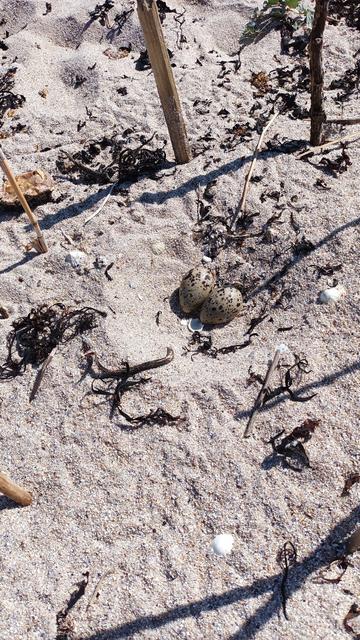 oeufs d'oiseaux sur la plage