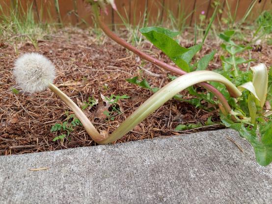 a mutant dandelion along a street sidewalk, with an absolutely JACKED thick stem spiraling horizontally toward the left to end with the traditional white puffball blossom, MUCH tinier than the stem