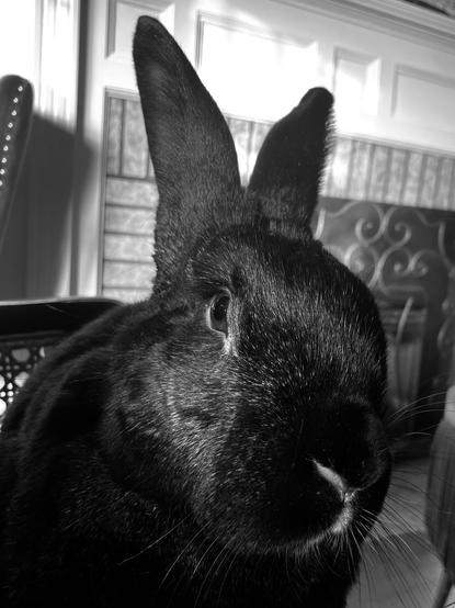A black rabbit with large ears, looking rather serious, shown from the shoulders up.