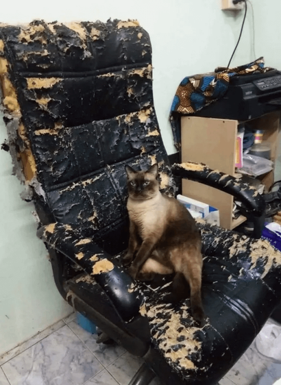 A photo of a cat looking very satisfied. The cat is sitting in a very damaged office chair with the damage supposedly of the cat's own making.