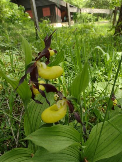 Das Bild zeigt eine Gruppe von Blumen, die als "Lady's Slipper" bekannt sind, eine Art Orchidee. Die Blüten sind gelb mit dunkelbraunen Blütenblättern und haben eine einzigartige Form, die an einen Schuh erinnert. Sie wachsen in einem üppigen Gras, umgeben von grünen Blättern. Im Hintergrund ist ein Gebäude mit dunklen Wänden und roten Fensterläden zu sehen, das von Bäumen und Grün umgeben ist. Die Blumen sind im Vordergrund scharf und gut sichtbar, während der Hintergrund leicht verschwommen ist, was die Blumen hervorhebt.