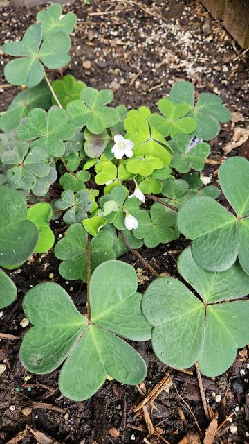 A ground hugging plant with multiple dark reddish brown short stems ending in three large delicate green heart shaped leaves with the points toward the stem. Small white flowers with five petals and longitudinal stripes hover above the leaves on slightly longer stems.