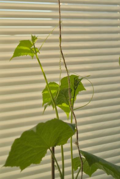A cucumber growing by the window basked in the evening light, its little tentacles (tendrils) are wrapping around a string attached from above! One can see the sun shining through its leaves.