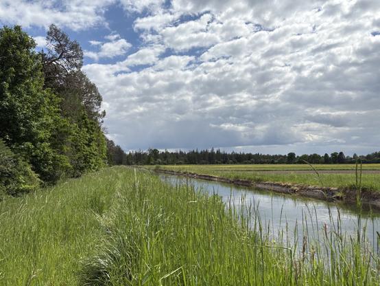 Ein Trampelpfad durch hohes Gras an einem kleinen Kanal entlang, links scheint ein Wald, jenseits des Kanals mehr Wiese. Alles liegt unter einem locker bewölkten, freundlichen Himmel.