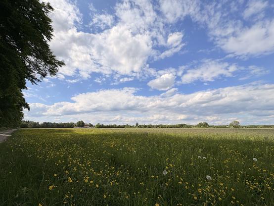 Eine weite Blütenwiese am Waldrand, in der Ferne ein herrschaftliches Haus, lockere Wolken an einem sommerlichen Himmel