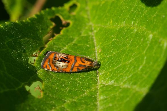 Een kleine mot met ingewikkelde oranje, bruine en witte vleugelspatronen rust op een felgroen blad. De vleugels van de mot vertonen gedetailleerde strepen en vlekken, met een mix van kleuren. Het blad heeft onregelmatige gaten en de mot bevindt zich ongeveer in het midden van de afbeelding, rustend op het bovenste deel ervan. De mot is iets naar rechts gericht. De belichting is helder en gelijkmatig, waardoor de delicate structuur van de mot wordt benadrukt. Het groen van het blad heeft een rijke, levendige tint, die contrasteert met de kleuren van de mot. Het perspectief is close-up, met de nadruk op de gedetailleerde textuur van het blad en de vleugelpatronen van de mot. De stijl van de afbeelding is naturalistisch en legt een specifiek moment in de natuur vast. De algehele sfeer is sereen en gedetailleerd.