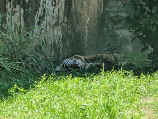 Tiger sleeping in shady grass