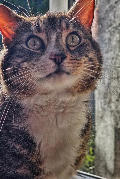 A close-up shot of a tabby and tortoiseshell cat next to an open window. The cat has unusual, striking eyes that draw attention. The cat's fur displays a mix of tabby stripes and tortoiseshell patches.