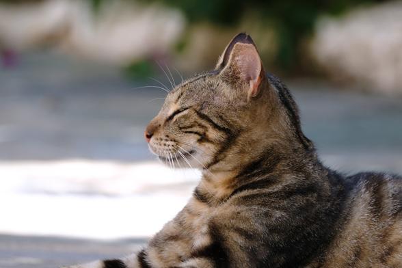 Photo of a young tabby cat. The cat is seen in profile. It's eyes are closed and it looks very satisfied.
