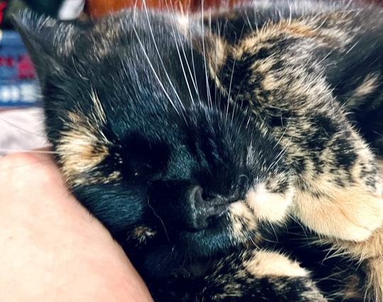 A close up photo of a black and beige cat snuggling and sleeping peacefully