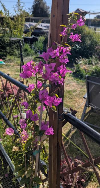 A pink bougainvillea plant pictured in our back garden