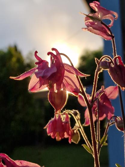 Zartrosa schimmernde Blüten vor untergehender Sonne.