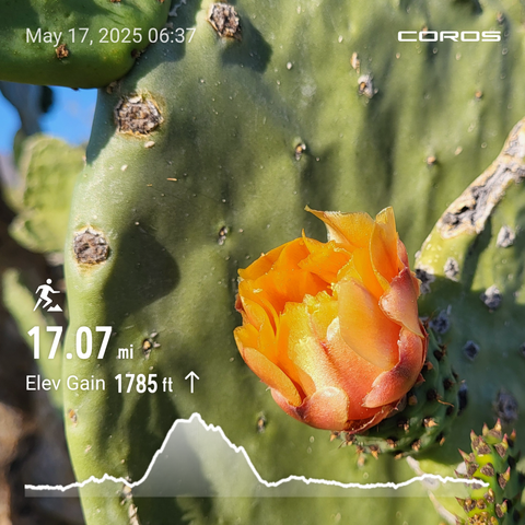 Prickly pear flower background. Image with elevation profile of run. 17 miles.