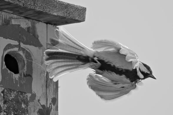 Scwarzweiß-Bild einer Kohlmeise, die gerade den Nistkasten verläßt.
Die Flügel sind kurz vorm öffnen, aber die Schwanzfedern sind bereits gespreitzt. Aufnahme schräg von unten
