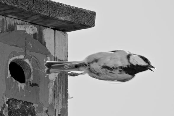 Scwarzweiß-Bild einer Kohlmeise, die gerade den Nistkasten verläßt.
Die Flügel sind eng anliegend, nur der Schnabel ist vom Ruf geöffnet. Aufnahme schräg von unten