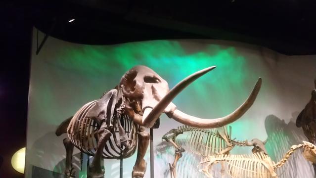 A skeleton of a Mastodon (the animal) taken in a museum